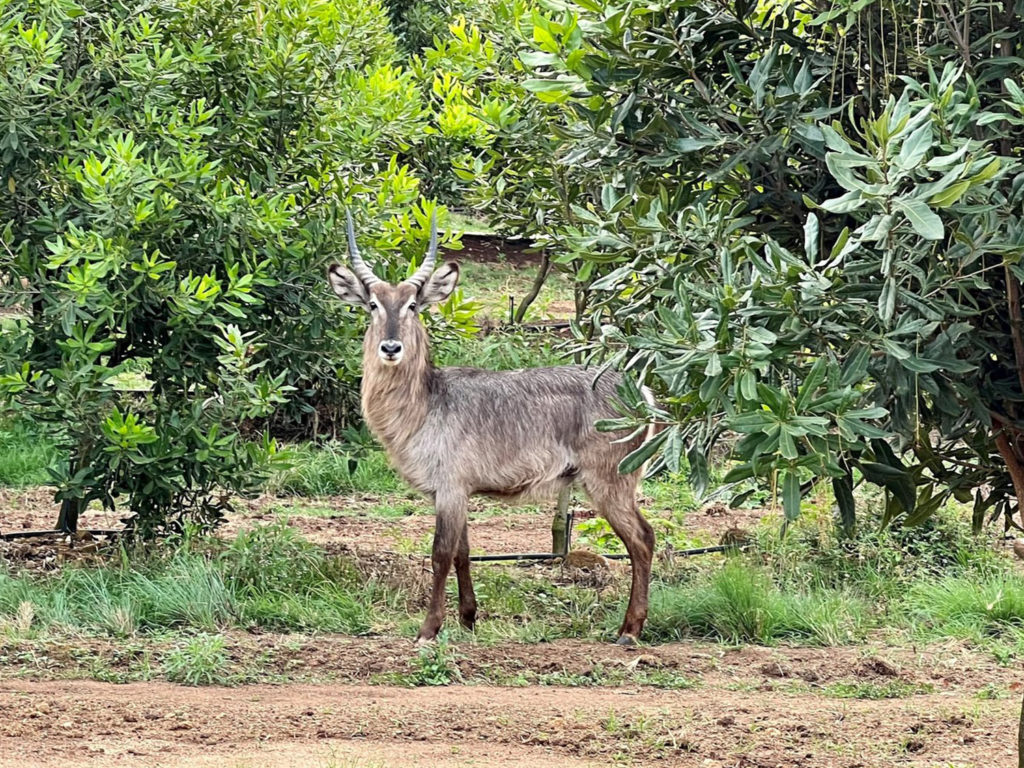 Africa Visit | WMO | World Macadamia Organisation